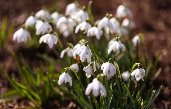 Light, flowers, blur, spring, snowdrops, white, clearing, bokeh