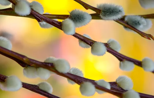 Picture macro, branches, spring, pussy, flowering, yellow background, Verba, bokeh
