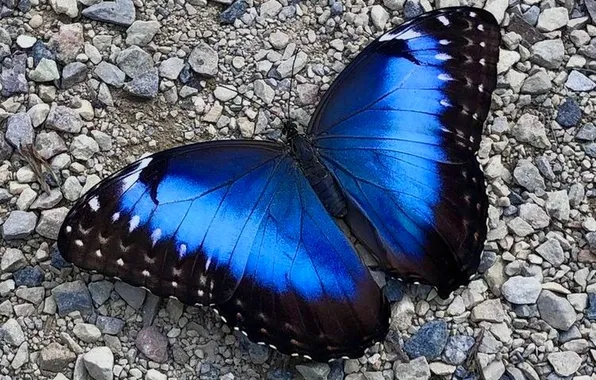 Microsemi, butterfly, wings, insect, beautiful, stones, closeup
