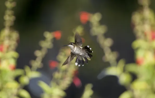 Picture flight, nature, bird, focus, Hummingbird, turn