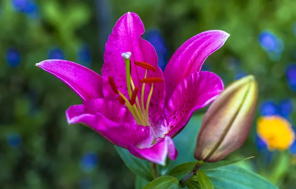 Picture flower, nature, Lily, petals