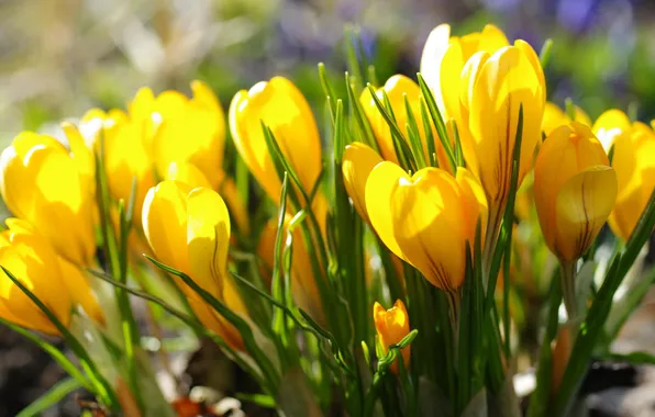 Picture yellow, Krokus, saffron