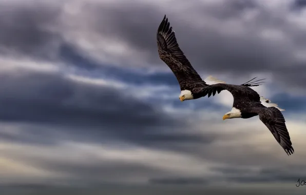 Height, pair, flight, two, birds of prey, bald eagles
