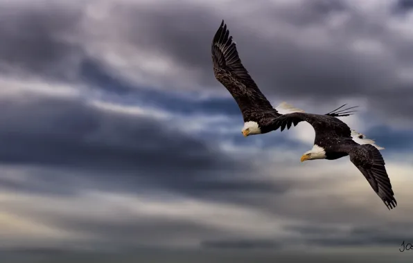 Picture height, pair, flight, two, birds of prey, bald eagles