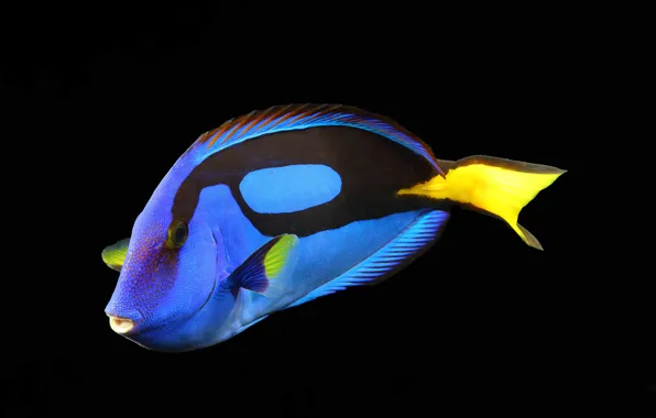 Fish, fish, aquarium fish, aquarium fish, Blue surgeonfish, The blue fish is a surgeon