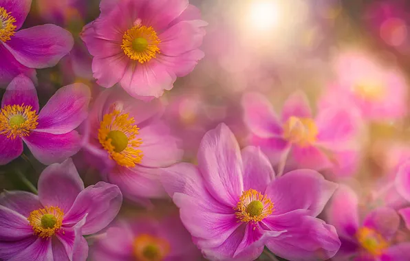 Flowers, nature, background