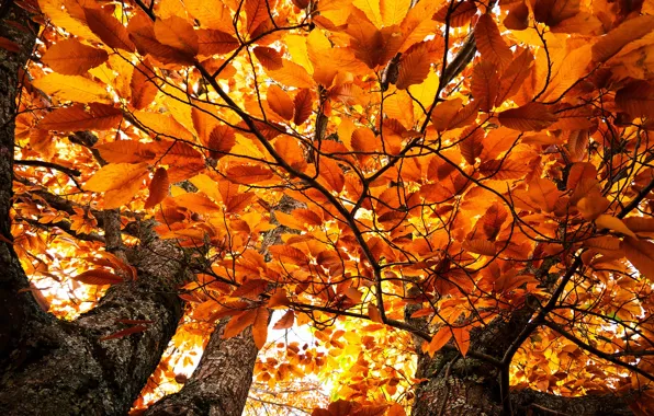Autumn, leaves, branches, nature, background, tree, foliage, bright