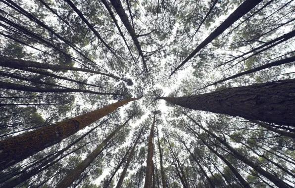 Trees, trunks, pine, view