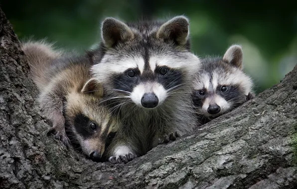 Tree, raccoons, faces, cubs, Trinity