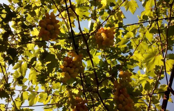 Summer, grapes, ripen
