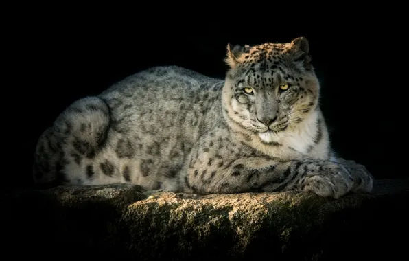 Picture predator, IRBIS, snow leopard, handsome