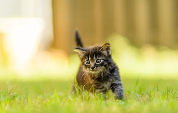 Cat, summer, grass, look, light, nature, pose, kitty