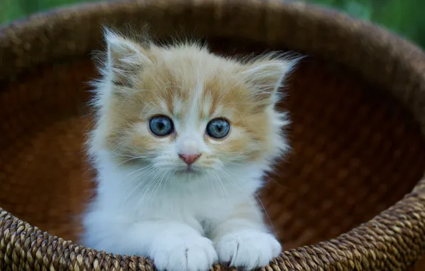 Look, kitty, basket, baby