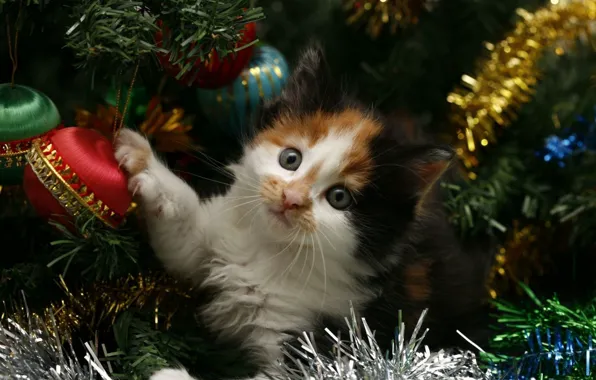 Picture cat, cat, kitty, holiday, tree, new year, new year, tinsel