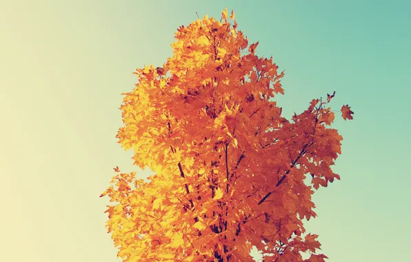Autumn, yellow, maple