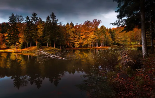 Autumn, forest, light, clouds, shore, birch, pine, pond
