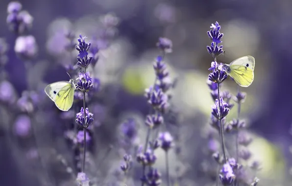 Picture summer, butterfly, flowers, nature, pair