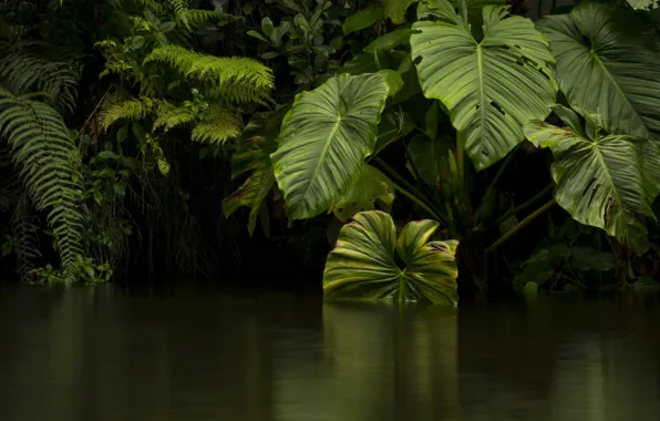 Picture leaves, water, green, jungle