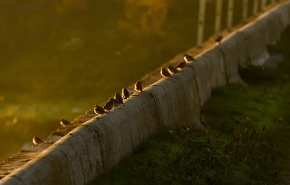 Sunset, nature, sparrows