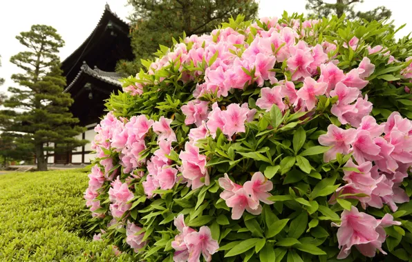 Pagoda, the bushes, Azalea, rhododendrons