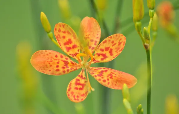 Picture flower, nature, plant, petals