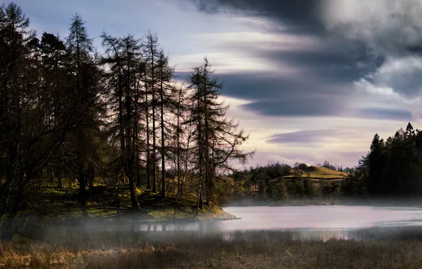 Forest, landscape, fog, lake