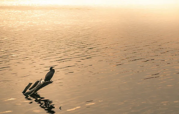 Nature, lake, bird, the evening