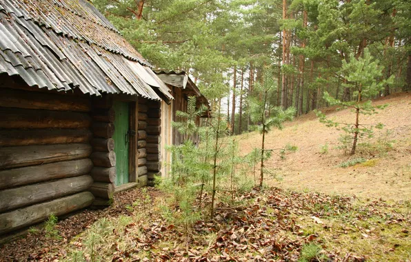 Forest, nature, stay, pine, walk, hut, pine forest