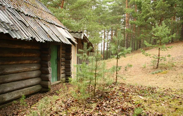 Picture forest, nature, stay, pine, walk, hut, pine forest