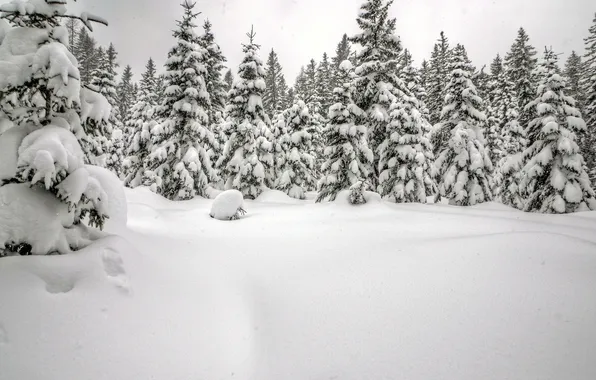 Picture winter, forest, snow, spruce, the snow