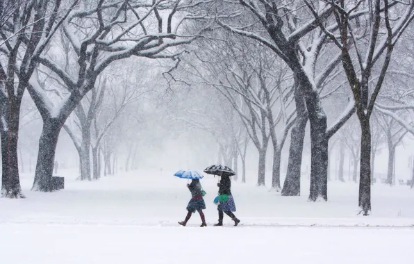 Winter, women, snow, trees, branches, the city, fog, Park