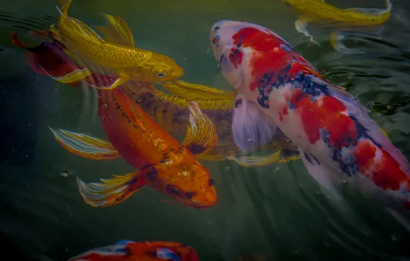 Picture water, fish, koi
