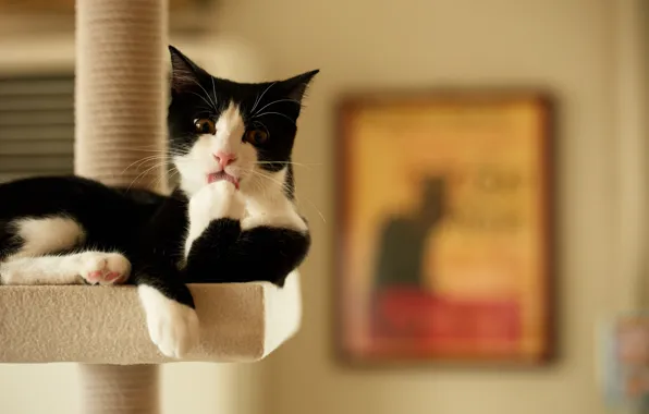 Cat, house, black and white, washing