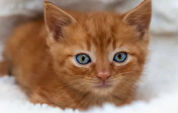 Cat, kitty, portrait, red, muzzle, blue-eyed