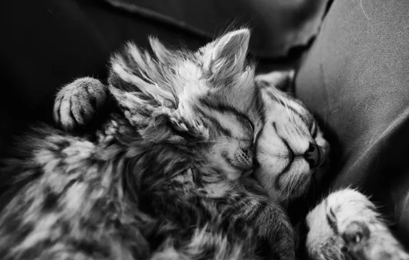Sleep, kittens, black and white, fur, sleep, monochrome