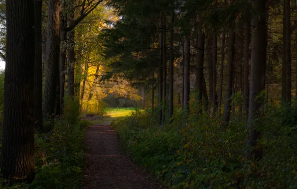 Autumn, forest, light, path