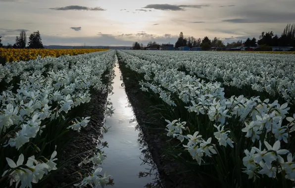 Water, clouds, flowers, spring, dal, puddles, white, a lot