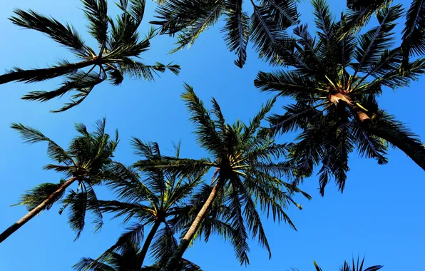 The sky, landscape, Palm trees