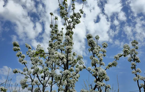 Nature, spring, pear, flowering, spring 2024