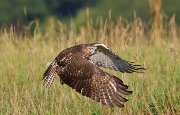 Flight, bird, wings, flies, hawk, predatory, the scope