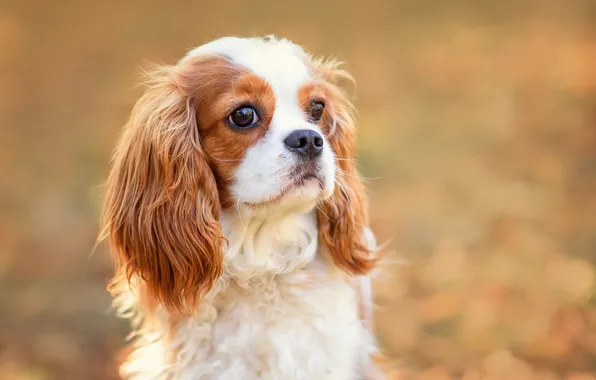 Portrait, dog, puppy, face, bokeh, Cavalier-king-Charles-Spaniel