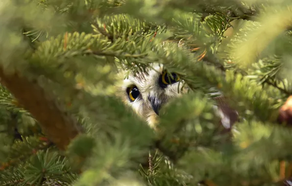 Picture look, branches, owl, bird, needles, coniferous, bokeh, Peeps