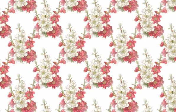 White, flowers, background, TEXTURE