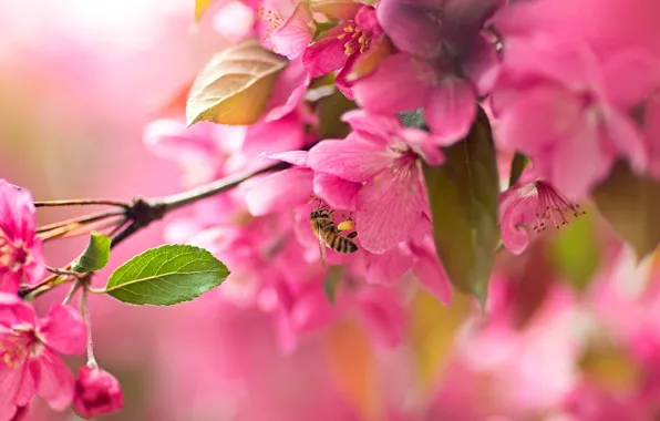 Macro, cherry, bee, branch, Sakura, flowering, flowers