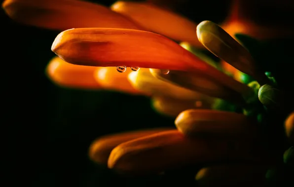 Picture flower, drops, macro, Rosa, background