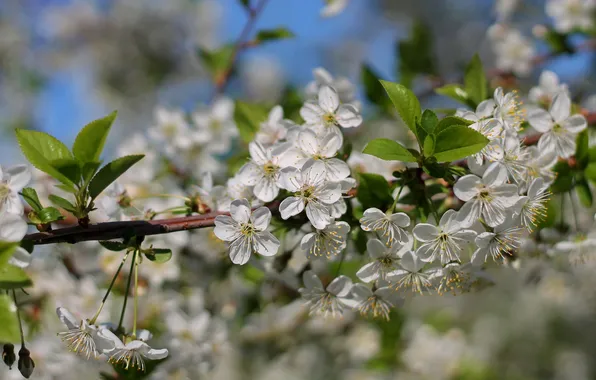 Macro, cherry, tree, branch, spring, flowering