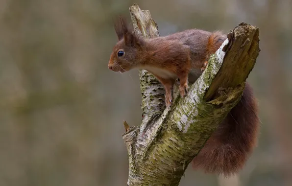 Nature, background, tree, protein, rodent, the observer, bitch