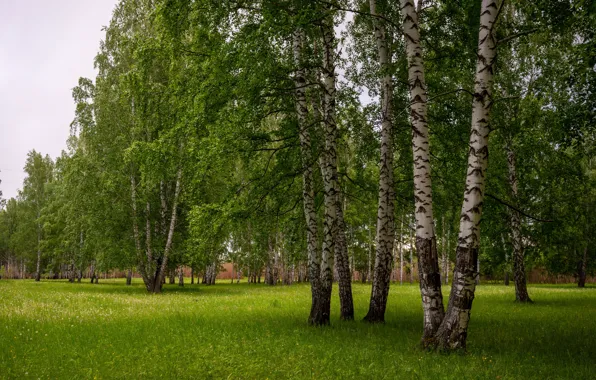 Greens, forest, summer, grass, glade, birch, birch, grove