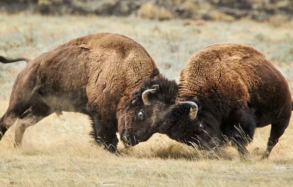 Picture animals, montana, bison batle