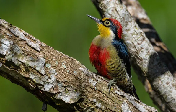 Picture macro, close-up, bird, branch, woodpecker